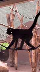 Visitors document diverse primate exhibits at Munich's Hellabrunn Zoo