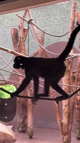 Visitors document diverse primate exhibits at Munich's Hellabrunn Zoo