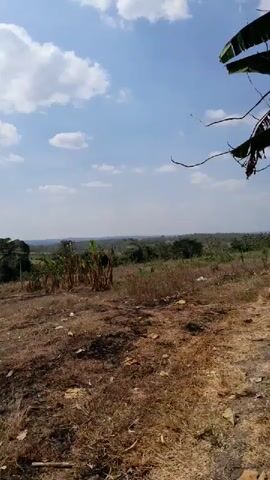 A stationary camera captures a landscape under a bright, cloudy sky. The foreground is a dry, uneven terrain covered in sparse, brown grass and dirt, with some darker patches that suggest burnt material. In the mid-ground, a few small trees and a patch of what appear to be banana plants are visible. Beyond that, the land stretches into the distance, with more vegetation and a hazy horizon. The overall impression is of a rural, possibly arid environment. There are no people or animals visible in the frame.