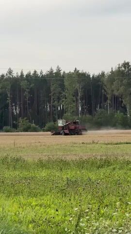 A combine harvester is visible in the middle of a field, harvesting a crop. The combine is red and green, and it is kicking up dust as it moves. Behind the field is a forest of tall, thin trees. The sky is overcast. In the foreground of the image, there is a patch of green grass with small purple flowers. The video is very short, showing the combine moving across the field and harvesting the crop.