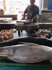 Fish processing activity observed in Lhokseumawe, Indonesia