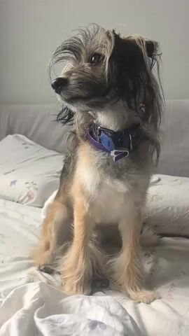 The video shows a medium-sized dog with shaggy, multi-colored fur sitting on a bed covered in white sheets. The dog is wearing a purple and blue collar. Its fur is longer around its legs and face, giving it a somewhat unkempt appearance. The dog is looking to its left in the first frame, then directly at the camera in the second frame, and then back to its left in the third and fourth frames. The background consists of a beige-colored headboard or wall and pillows with a floral pattern. The lighting appears to be artificial and soft, suggesting an indoor setting.