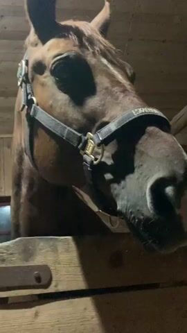 A close-up, slightly blurry video captures the head of a brown horse in a stable. The horse is wearing a black halter with brass fittings. The horse's head is tilted slightly downwards and to the right. The background consists of wooden walls and beams, suggesting an indoor enclosure. The lighting appears dim, with a light source illuminating the horse from above and slightly to the left. The horse's eyes are dark and its nostrils are visible. The horse's mouth is slightly open. The video is comprised of short, static frames that reveal minor movements of the horse's head.