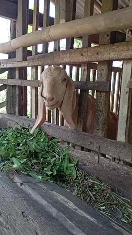 The video shows a goat in a wooden pen. The goat has light brown fur with white markings on its face and body, and long, floppy ears. The pen appears to be made of rough-hewn wood and bamboo. There is a pile of green leafy vegetation in the foreground, presumably food for the goat. The goat is seen looking at the camera and then turning its head away, appearing to eat the vegetation. The background is out of focus but suggests an outdoor environment.