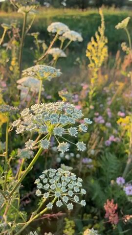 The video shows a close-up view of wildflowers in a field at sunset. The sun is low in the sky, casting a warm golden light on the scene. The flowers are various colors, including white, yellow, and purple. In the background, there are trees and a building. The camera pans slowly across the field, focusing on different flowers and the overall landscape. The sound of gentle music plays throughout the video.