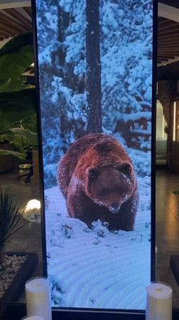 Wildlife displays draw visitor photos in Votkinsk indoor venue