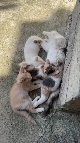 A video shows a close-up overhead view of four kittens, one slightly larger than the others, huddled together sleeping in a tight group on a concrete surface next to a weathered concrete wall. The kittens are in various colors, including calico and ginger. One kitten, lying on its back with its legs in the air, appears to be the mother. The kittens are curled up against each other, with their eyes closed, indicating they are asleep. The lighting suggests it is daytime.