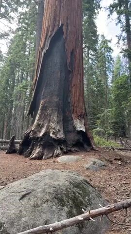 The video shows a very large, old Sequoia tree with significant fire damage to its base. The camera pans up from the base of the tree, which is surrounded by large rocks and forest floor debris, to the full height of the tree against a cloudy sky. The damage appears to be a large, charred cavity on one side of the trunk, exposing the blackened interior wood. The rest of the trunk is a reddish-brown color, characteristic of sequoias. Surrounding the featured tree are many other tall evergreen trees, typical of a coniferous forest. The lighting suggests it is daytime.