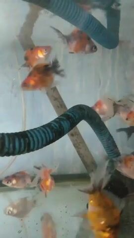 The video shows a fish tank. The tank contains multiple goldfish with mixed orange, white, and black colors. There are a couple of ridged, blue and black hoses inside the tank, one arching downwards. Also visible are a grey pole, a black object that appears to be a filter, and some debris on the tank's bottom. The water appears slightly cloudy.