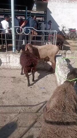 The video shows a lively outdoor market scene. Several people, primarily men dressed in casual clothing, are gathered around pens of sheep. The sheep are of various colors, including brown and light brown, and some appear to be young. Some sheep are inside pens, while others are in an open area. People are interacting with the sheep, likely for sale or inspection. In the background, there are structures that appear to be market stalls or covered areas, and a bicycle is visible leaning against a fence. The ground is concrete, and shadows are cast by the structures and people. The overall atmosphere suggests a busy livestock market.