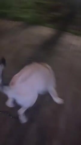 The video captures a dog playing with a round, textured toy on a wooden deck. The dog, a light brown and white canine, is initially seen nudging the toy with its head and mouth. A person, a woman with short dark hair wearing a green jacket and white shorts, is visible in the background, appearing to interact with the dog. Another person is partially visible in the distance. The setting appears to be outdoors at dusk or nighttime, as indicated by the low light and shadows. The wooden deck suggests an outdoor living space, possibly a patio or porch. The overall atmosphere seems playful and relaxed, with the focus on the dog's engagement with its toy. There is no visible text in the media file.