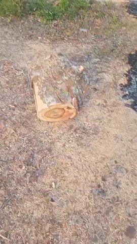 The video shows a wooded area with a tree stump and a patch of burned ground. The ground is covered in dry leaves and wood shavings. The camera moves around the area, showing the extent of the burned patch. There are no people visible in the video.