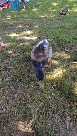 The video shows two ducks in a grassy outdoor area. One duck, colored brown and speckled with dark spots, stands in the background to the left, observing. The other duck, which is in the foreground, has a white and grey back, a dark blue head, and a yellow beak. It is bending its head down to peck at the grass. The grass appears to be a mixture of green and dried-out blades. In the background, there are hints of human activity, including a blue container and what looks like a folding chair. The video seems to be shot in the daytime with natural lighting, casting some shadows on the grass.