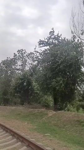 The video shows a view from a moving train as it travels alongside a row of trees and vegetation. The train tracks are visible in the foreground, running along the left side of the frame. The trees are dense and leafy, creating a green barrier along the side of the tracks. The sky is overcast, suggesting a cloudy or possibly rainy day. The camera appears to be mounted on the train, providing a dynamic perspective of the passing scenery. There are no people or other vehicles visible in the video.