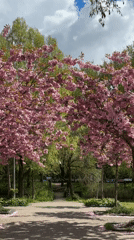 Spring day activities captured in Amsterdam cherry blossom park