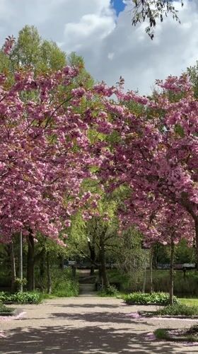 Spring day activities captured in Amsterdam cherry blossom park