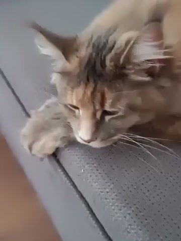 The video shows a close-up of a long-haired cat lying on a gray sofa. The cat has tabby markings with patches of orange and gray. Its eyes are open and it appears to be looking at the camera. In the first few frames, the cat's head is resting on its paws, and it blinks. Then, it lifts its head and looks directly at the camera. The lighting is natural and appears to be from an indoor setting. The background is slightly blurred, with the focus on the cat.