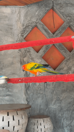 ATVs lined up and a sun conure on the loose in Ko Samui