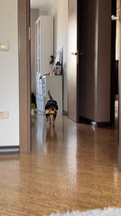 Dog and its yellow toy, Chelyabinsk apartment