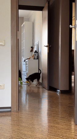 Dog and its yellow toy, Chelyabinsk apartment