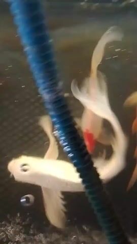 A close-up, blurry video shows multiple koi fish swimming in what appears to be a pond or aquarium. The fish are of various colors, including white and orange, and some have distinct patterns. Bubbles are visible in the water, suggesting an aeration system is in use. The camera angle is low, looking up at the fish as they move through the water. The overall impression is one of a natural or semi-natural aquatic environment.