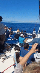 Boats spotted carrying passengers off Caniço coast Portugal