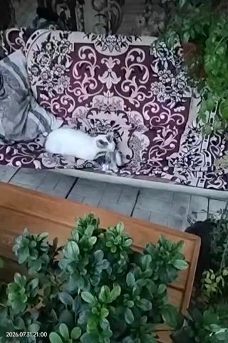 The video shows two cats, one white with dark markings and another gray, lying on a patterned outdoor sofa. The white cat is positioned behind the gray cat, and it appears to be grooming or interacting with it. The sofa is set up outdoors, with greenery visible in the foreground and background. The lighting suggests it might be evening or an overcast day. The overall scene is peaceful and domestic.
