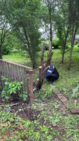 A man is using a chainsaw to cut the base of a tree in a grassy area next to a wooden fence. The tree has several stumps remaining from previous cuts.
