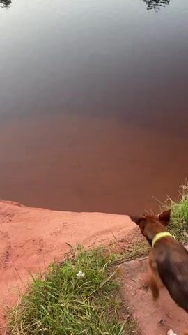 A small dog with brown and black fur, wearing a yellow collar, stands on a red dirt bank next to a body of murky brown water. The dog looks down into the water. The bank is covered in green grass and some small white flowers. Beyond the water, there is a grassy area with lily pads and reflections of trees. In the background, a line of various green trees stands against a pale sky. The video footage appears to be captured in natural daylight, likely during the early morning or late evening due to the soft lighting.