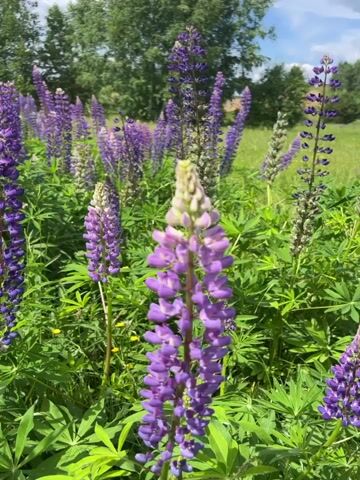 This is a close-up, handheld video of a field of purple lupine flowers. The camera slowly pans from left to right, focusing on the tall, spire-like flowers. The background consists of a blur of more lupine flowers and green foliage, with trees and a partly cloudy sky visible at the top. The lighting is bright, suggesting a sunny day.
