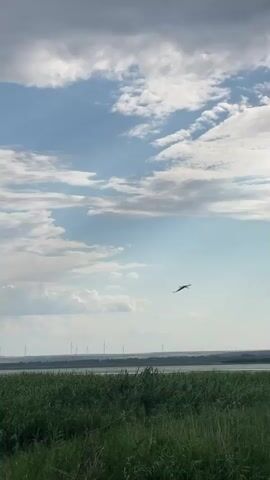 A bird is flying in the sky over a field of green grass and a body of water. In the distance, there are several wind turbines. The sky is cloudy with patches of blue. The video appears to be shot in landscape orientation.