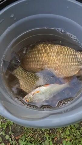 A top-down, close-up view shows three fish swimming in a gray bucket filled with water. The fish are a mixture of sizes and colors. The largest fish is a golden-brown carp with visible scales. Two smaller fish are also present, one a light silver-colored fish with an orange stripe and dark eyes, and another fish that is mostly obscured by the larger fish. The water is slightly murky and has bubbles around the edges of the bucket. The bucket appears to be placed on the ground, with some green grass and brown dirt visible at the bottom of the frame.
