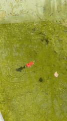 Various animals spotted at Saarbrücken wildlife facility
