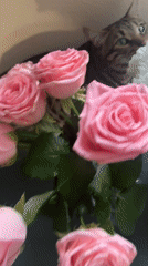 Cat plays with flower bouquet in Votkinsk home