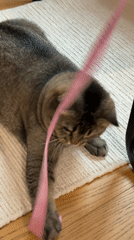 Belgrade residents document quiet domestic moments with cats and flowers