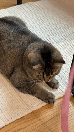 Belgrade residents document quiet domestic moments with cats and flowers