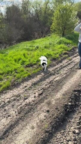 A woman wearing blue jeans and a light-colored sweatshirt is walking on a dirt path next to a patch of green grass. The path is cracked and covered with mud and tire tracks. A small white dog with black markings is running along the path ahead of her. The dog has a long tail and floppy ears. The scene appears to be an outdoor rural setting on a sunny day.