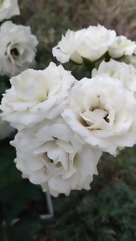 The video shows a close-up of white roses. The roses are in focus, and the background is blurred. The roses have delicate petals and appear to be freshly bloomed. There are a few water droplets on the petals, suggesting they may have been recently watered or rained on. The lighting is soft and natural, highlighting the creamy white color of the roses. The overall impression is one of natural beauty and tranquility.