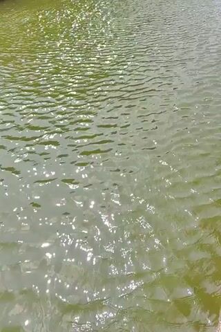 This video shows a close-up view of green, rippling water, likely a lake or pond, with sunlight glinting off the surface. The gentle movement of the water suggests a calm environment. The water appears to be in an outdoor setting, given the natural light. There are no people or specific objects visible in the frame, focusing entirely on the natural phenomenon of light interacting with water. The time of day is likely daytime due to the bright sunlight. The color of the water could indicate algae or natural sediment. The overall impression is one of tranquility and the simple beauty of nature. The location context suggests this is in Łomna-Las, Poland, adding a specific geographical detail to the natural scene. No text is visible in the video.