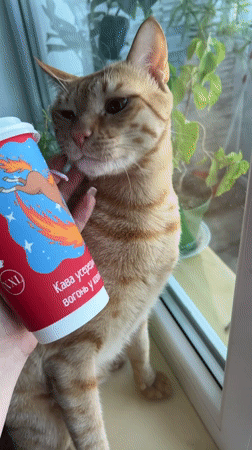 Pets and a lazy morning inside an Odesa apartment