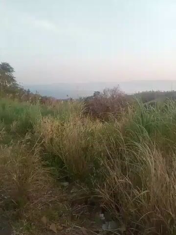 This is a landscape video taken from a high vantage point overlooking a body of water. The foreground is dominated by tall, dry grass, with some green grass mixed in. In the background, there are rolling hills covered in vegetation, and a distant view of the ocean or a large lake. The sky is overcast, suggesting it may be early morning or late evening. There are no people or man-made objects visible in the immediate vicinity. The wind appears to be blowing, as the grass is swaying.
