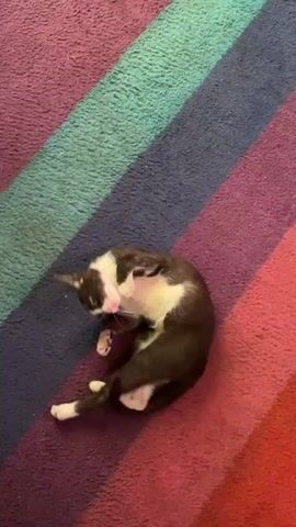 A video shows a black and white cat on a colorful striped rug. The cat is initially curled up but then stretches out, rolls onto its back, and rolls back into a curled position. The rug has broad stripes in shades of turquoise, blue, purple, and red.