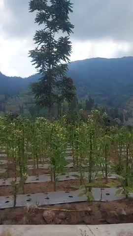 The video captures a scenic view of rolling hills and mountains under a cloudy sky. In the foreground, there are rows of young plants, likely crops, growing in neat lines across terraced land. Some of the plants are covered with white plastic sheeting. To the left, a tall tree stands prominently. In the mid-ground, a person wearing a hijab is seated at a table with two other individuals, who are mostly out of frame. A motorcycle helmet is visible in the lower right portion of the frame. The overall impression is of a rural agricultural landscape.