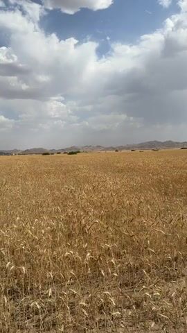 The video depicts a vast field of ripe, golden wheat swaying gently under a sky dotted with large, puffy clouds. In the distance, a series of low, arid mountains are visible on the horizon. There are sparse patches of green vegetation scattered throughout the field. The overall impression is one of a rural, agricultural landscape under an expansive sky.