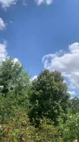 This is a vertical video of trees against a blue sky with white clouds. The trees are lush green and leafy. The sky is a bright blue with scattered white clouds that appear to be moving slowly. The overall impression is of a sunny day. There are no people or objects visible other than the trees and sky.