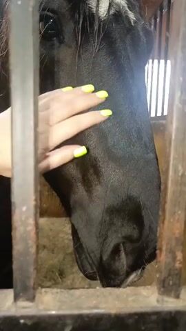 A close-up video shows a person's hand, with yellow nail polish, petting the face of a black horse. The horse is standing behind a wooden fence or stall bars, and is partially obscured. The horse has dark, wet fur, and is looking toward the viewer with a calm expression. There appears to be hay on the floor of the stall. The person is gently stroking the horse's face near its eye.