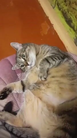 A tabby cat is lying on its back on a pink and white striped blanket. The cat has green eyes and is looking at the camera. The cat's belly is exposed. The background is an orange wall and a green and yellow patterned wallpaper.