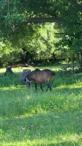 This media file captures a serene rural scene in Baan Harn, Thailand. The primary subject is a brown horse grazing peacefully in a lush, green meadow under a bright blue sky. The horse is equipped with a turquoise halter and a rope, suggesting it may be tethered or under gentle supervision. Tall, slender palm trees dominate the background, their fronds swaying gently against the clear sky, indicating a tropical or subtropical environment. The sun appears to be high in the sky, casting distinct shadows and illuminating the vibrant green of the grass and foliage, suggesting it is likely daytime, perhaps late morning or early afternoon.

The setting is distinctly agricultural or semi-rural, with patches of wild flowers dotting the grassy field. In the distance, hints of trees and foliage create a natural, undeveloped backdrop. There are also large, cylindrical objects visible in the grass, possibly concrete pipes or water culverts, hinting at some infrastructure within the landscape. The overall mood is tranquil and idyllic, evoking a sense of peace and a connection to nature. There are no people visible in the frames. No text is visible in the media file.