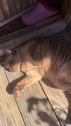A ginger cat is lying on its back on a wooden floor, sleeping. Sunlight is streaming down on the cat, creating a warm glow. The cat's eyes are closed and its paws are tucked up. In the background, there is a pink slipper and some wooden structures. The cat occasionally stirs and licks its paw.
