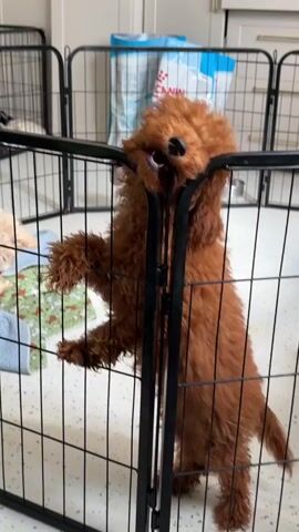 A medium-sized, fluffy, reddish-brown poodle puppy stands on its hind legs, leaning against a black metal playpen. The puppy has its front paws on the top rail of the playpen, and its head is tilted upwards as if looking for something or someone. The playpen is set up in what appears to be an indoor room. In the background, there is a large white bag with blue lettering, possibly a bag of pet food. There are also some soft blankets or bedding items visible inside the playpen. The puppy’s fur is curly and appears well-groomed. The lighting in the video is bright and evenly distributed, suggesting it is daytime or well-lit indoors.